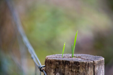 New Life on Old Wood