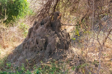 Termite mound in Lake Manyara National Park in Tanzania