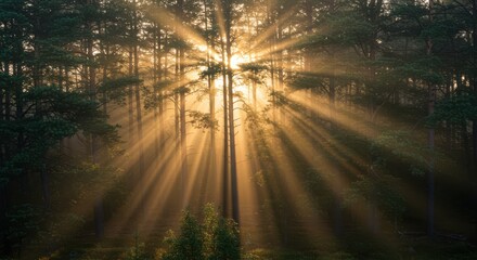 Sun Rays Streaming Through Tall Trees in a Forest Landscape