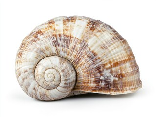 Fototapeta premium Large spiral shell resting on a smooth surface at home