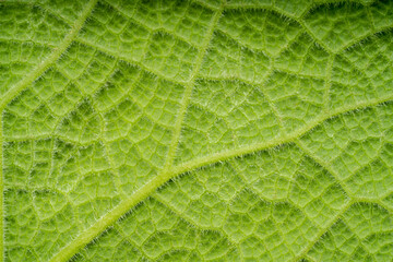 Close up of leaves to show their texture, for use as an illustration or background. Green leaf texture.