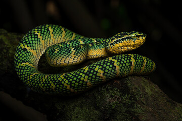  Wagler's Pit Viper (Tropidolaemus wagleri) is a species of venomous snake native to South East Asia i.e. Indonesia and Malaysia.