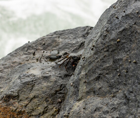 A crab is hiding in a rock
