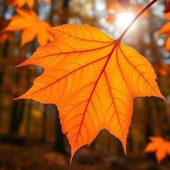 Sunlit Maple Leaf with Glowing Edges