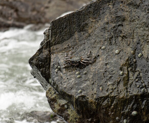 A crab is sitting on a rock in the ocean
