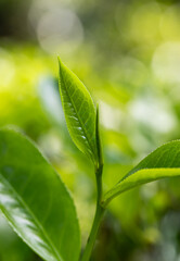 A leaf of a plant is shown in a close up