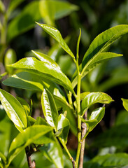 A green leafy plant with a few leaves on it