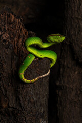 Male Wagler's Pit Viper (Tropidolaemus wagleri) is a species of venomous snake native to South East Asia i.e. Indonesia and Malaysia.