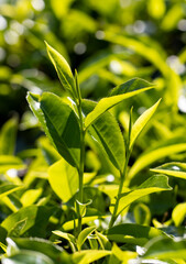 A close up of two green leaves on a plant