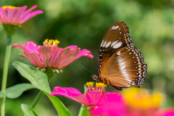 butterfly on flower