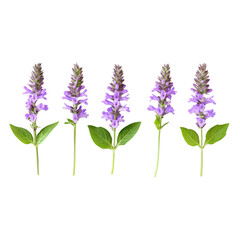 Obraz premium Beautiful purple flowers with green leaves arranged in row