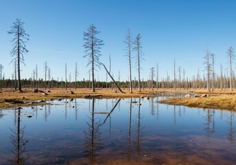 Dead trees reflected at swamp covered with mud, water. Eerie mysterious nature during the day, for background, wallpaper, seasonal post, screensaver. Forest backdrop