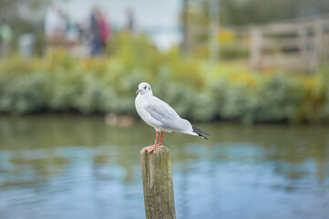 seagull sitting on a wooden peg with blurred background on a sunny day