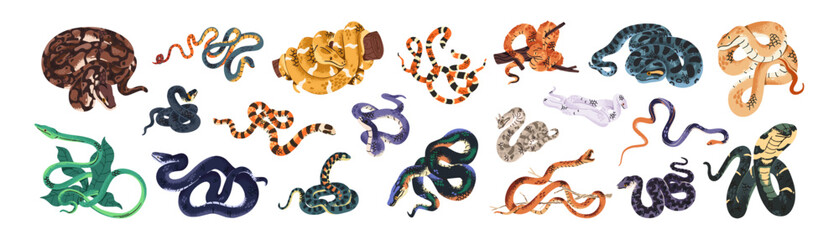Set of different snakes. Tree serpents, venomous vipers, poisonous cobras, tropical boas, exotic pythons. Dangerous reptiles, jungle animals. Flat isolated vector illustrations on white background