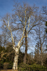 Spring tree trunks without leaves in the park against the sky. Spring in nature