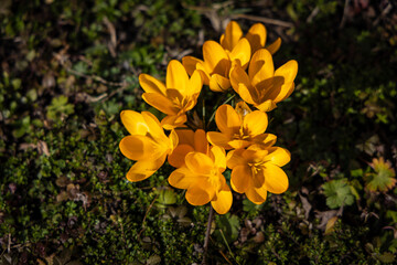 Crocuses. Spring multi-colored purple and yellow crocus flowers on the lawn.