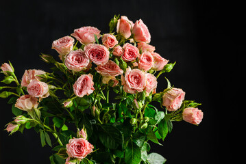 bush roses are pink with drops on a dark background