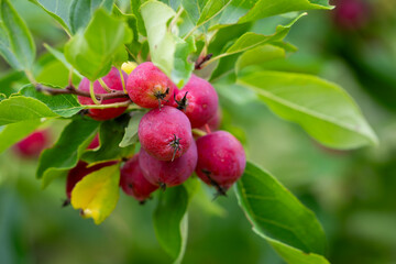 Little red fruits on Plumleaf crab apple tree. Plumleaf crab apple (Malus Prunifolia) branch with fruits in summer. Malus prunifolia or Chinese crabapple apples.