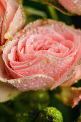 bush roses are pink with drops on a dark background