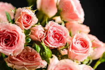 bush roses are pink with drops on a dark background