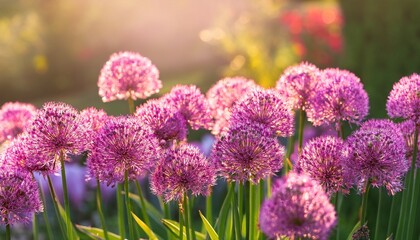 Obraz premium Many pink Allium flowers in the flowerbed against sunlight. Generated image