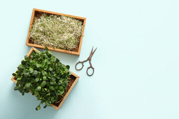 Wooden boxes with micro green and scissors on color background