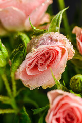 bush roses are pink with drops on a dark background