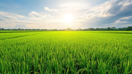 Vast field of lush green crops under the blue sky
