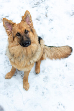 German Shepherd Dog in the Snow