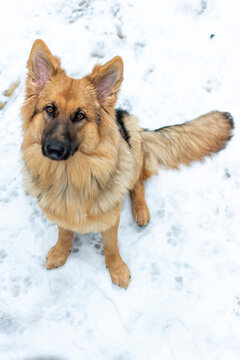 German Shepherd Dog in the Snow