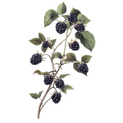 Vintage Black Raspberries fruit illustration. Vintage art Black Raspberries fruit watercolor illustration, old Black Raspberries fruits painting on white paper background