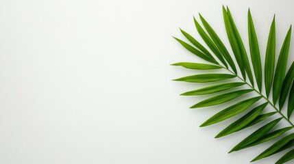 Serene Green Palm Leaf on White Background: Minimalist Nature Photography