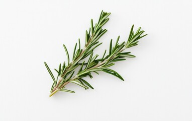 Fototapeta premium Two Fresh Green Rosemary Sprigs on White Background