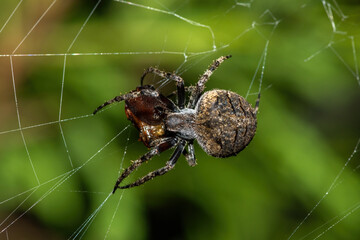 A red-spot hairy field spider (Neoscona triangula) feeding on an insect on its web 