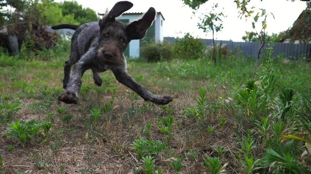Playful german wirehaired pointer dog running on grass at garden on summer day. Funny brown drahthaar puppy plays with his owner jogging on green lawn. Concept of human and animal friendship. Slow mo