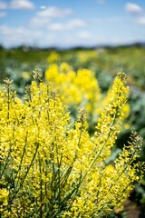 Obraz premium Vibrant field of yellow wildflowers under a bright blue sky, showcasing nature's beauty in spring