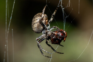 A red-spot hairy field spider (Neoscona triangula) feeding on an insect on its web 