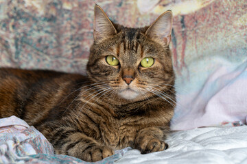 A calm tabby cat with big eyes rests on a bed in a cozy home environment
