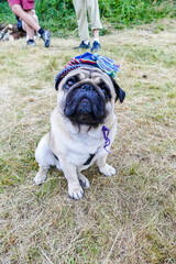 sand pug, knitted hat, tambourine, sitting on the grass, sad eyes, funny, well-groomed, breed,...