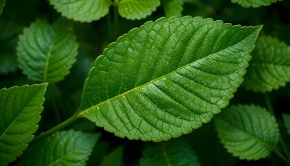 "Lush Greenery: Vibrant Summer Leaves in a Serene Garden"