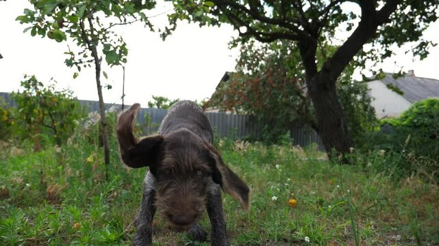 Playful german wirehaired pointer dog running on grass at garden on summer day. Funny brown drahthaar puppy plays with his owner jogging on green lawn. Concept of human and animal friendship. Slow mo