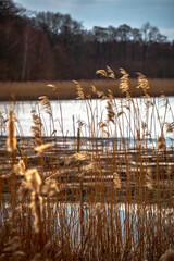 Reeds near the lake