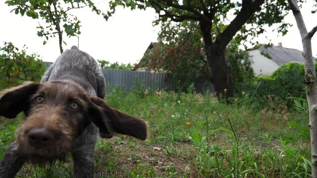 Playful german wirehaired pointer dog running on grass at garden on summer day. Funny brown drahthaar puppy plays with his owner jogging on green lawn. Concept of human and animal friendship. Slow mo