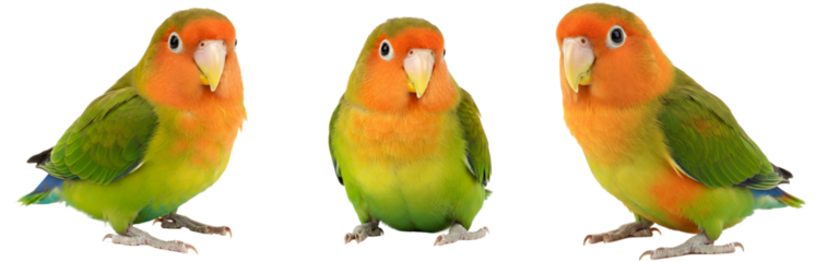 Three vibrant lovebirds perched against a white studio backdrop here transparent background