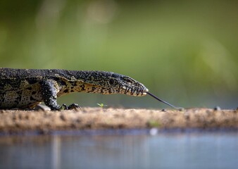 lizard on the ground