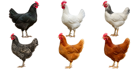 Six chickens of various colors standing against a solid  transparent background
