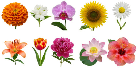 Ten assorted flowers arranged in two rows against a solid backdrop transparent background