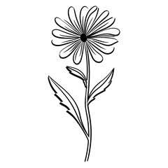 Borage art illustration drawing vector