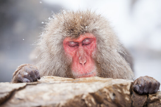 Japanese snow monkey taking a rest in a hot spring