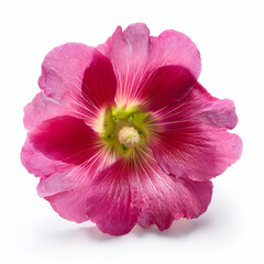 Naklejka premium Pink hollyhock flower blossom bloom floral plant nature petal macro close up isolated white background beauty garden